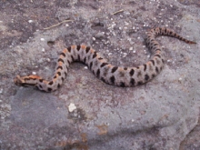 Streckeri