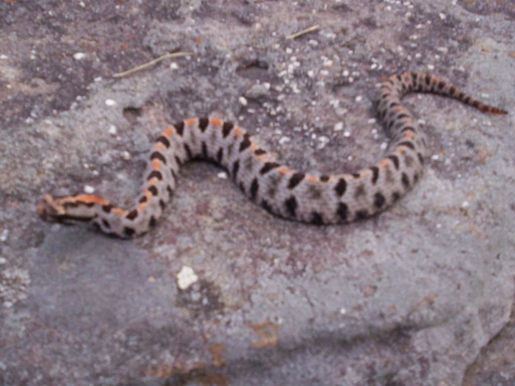 Streckeri