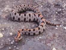 Streckeri   3