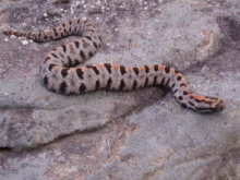 Streckeri  2