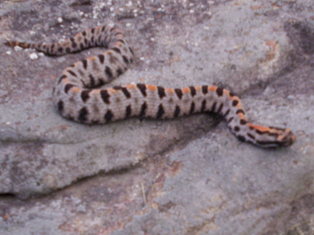 Streckeri  2