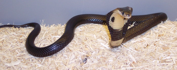 Venomoid Monocled Cobra Het Albino