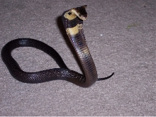 Venomoid Monocled Cobra 2' Het Albino