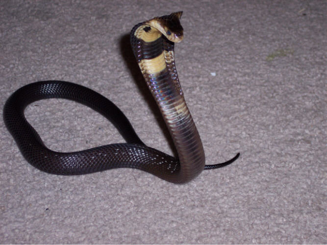 Venomoid Monocled Cobra 2' Het Albino