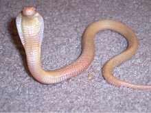Venomoid Albino Monocled Cobra Baby