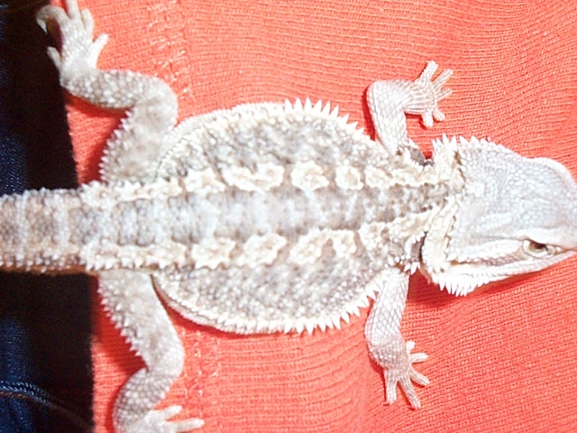 Kiro