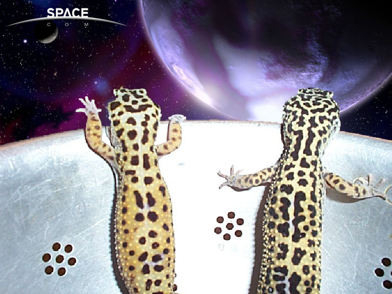 Geckos in Space