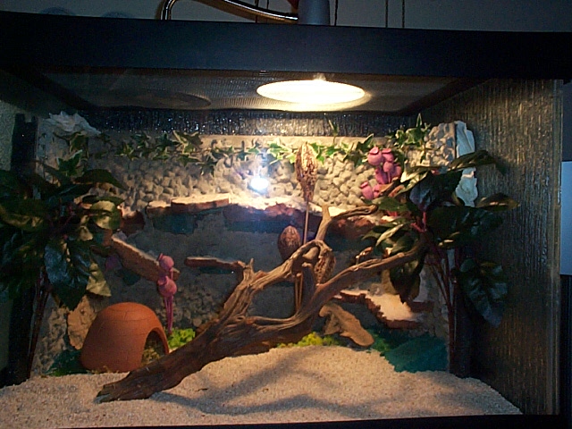 Leopard Gecko Setup