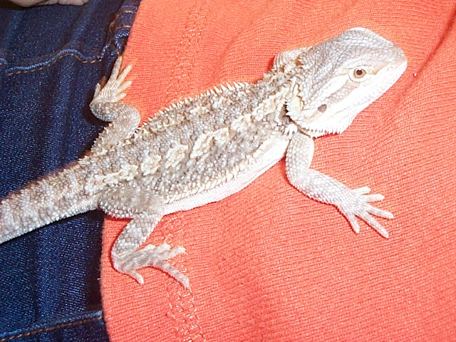 Kiro's first day