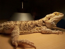 Kiro