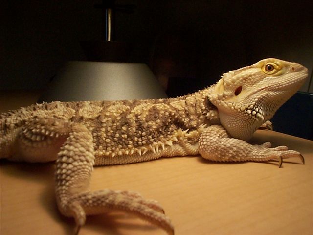 Kiro