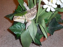 Ambush