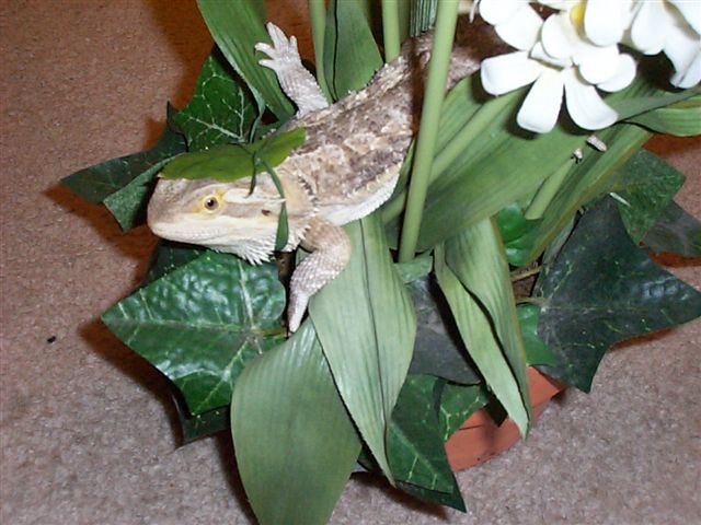 Ambush