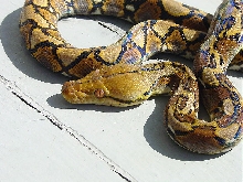 Yellowhead Retic Male3