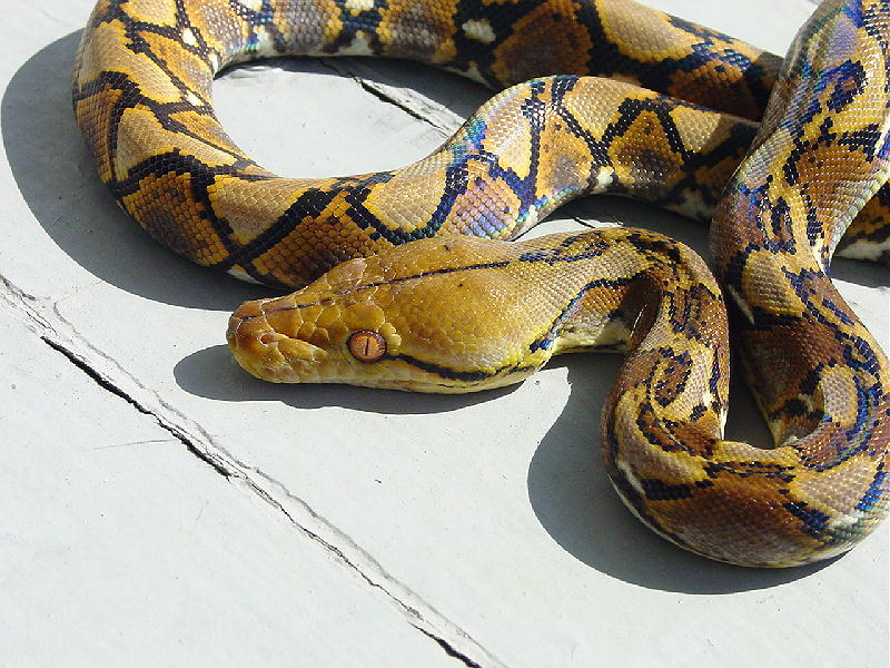 Yellowhead Retic Male3