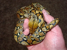 Yellowhead Retic Male