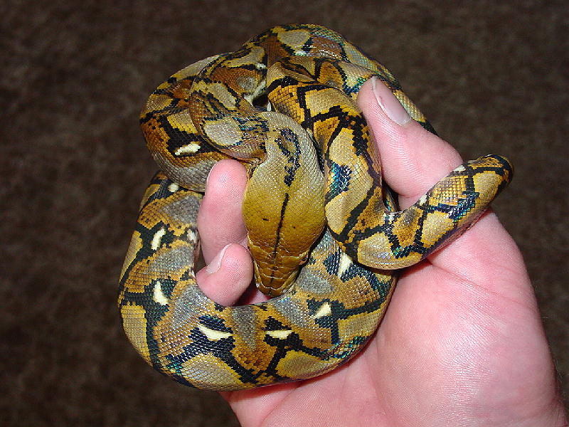 Yellowhead Retic Male
