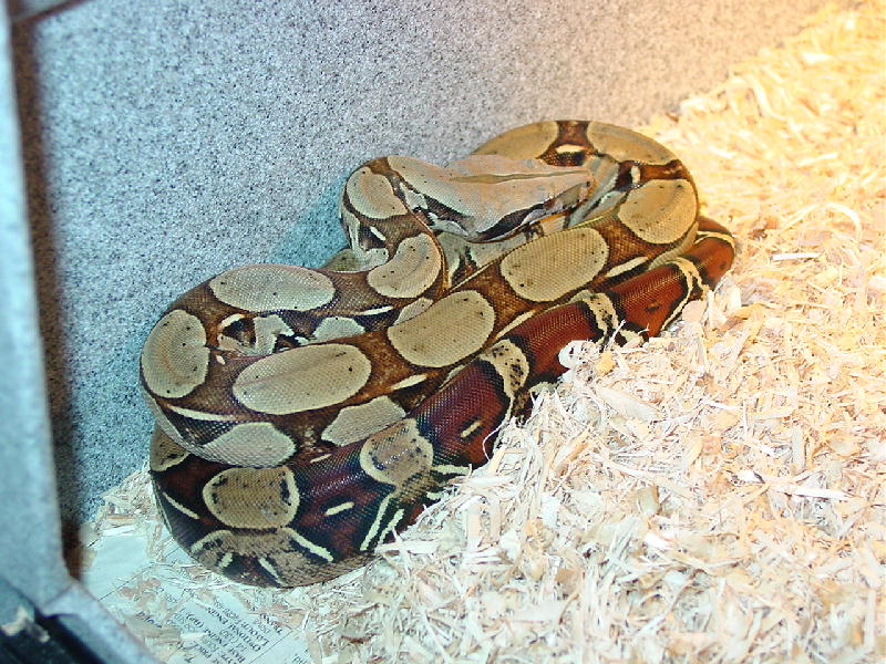 Peruvian Female 42