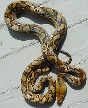 Yellowhead Retic Male4