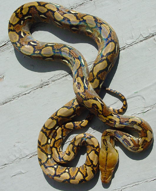 Yellowhead Retic Male4