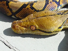 Yellowhead Retic Male2