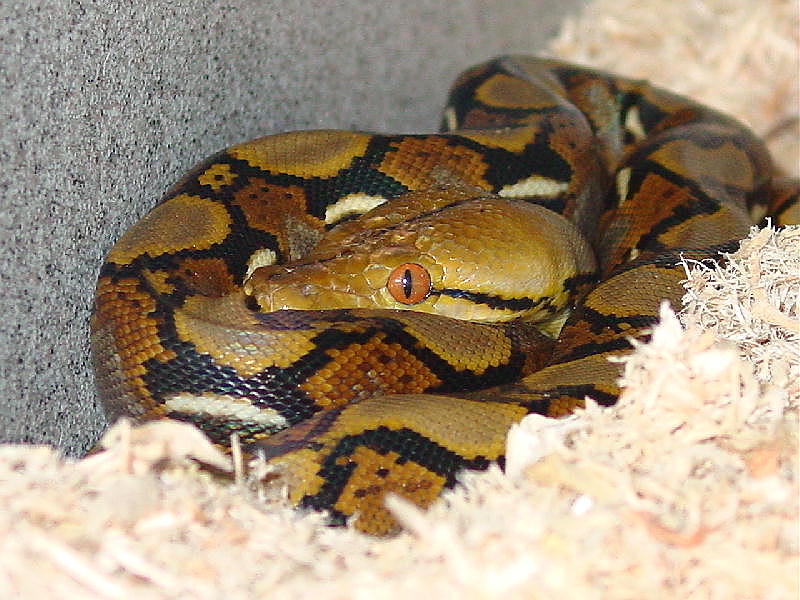 retic