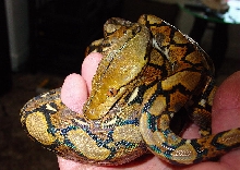 Yellowhead Retic Male1
