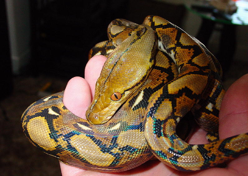 Yellowhead Retic Male1