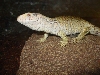 green /hypo ? sav
