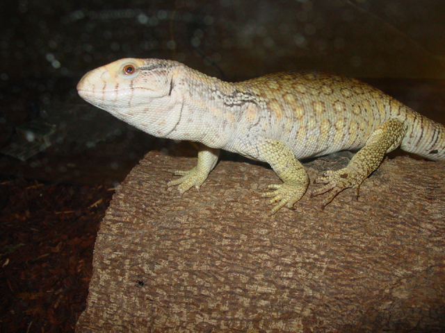 green /hypo ? sav