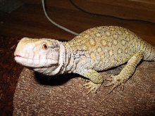 green /hypo ? sav1