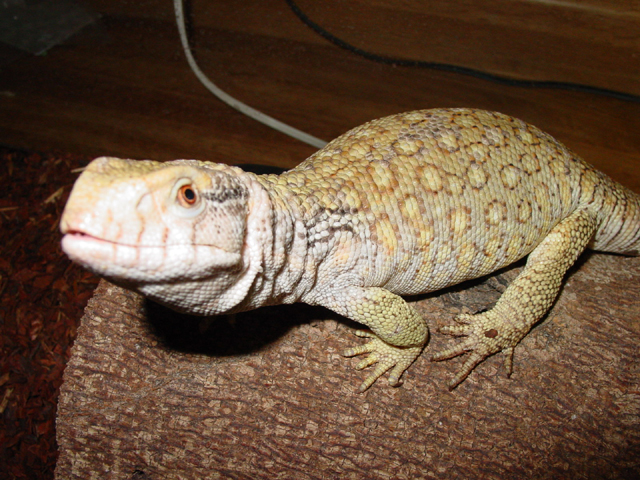 green /hypo ? sav1