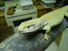 green/hypo ? sav