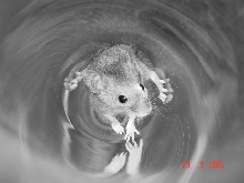 wild mouse lookin for a drink, great photo opp.     lol