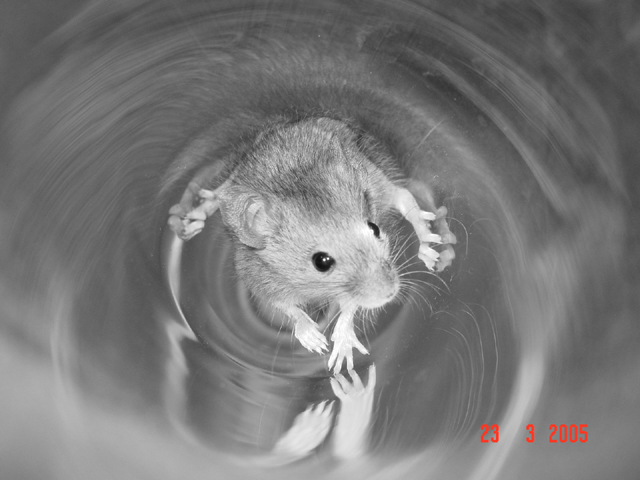 wild mouse lookin for a drink, great photo opp.     lol