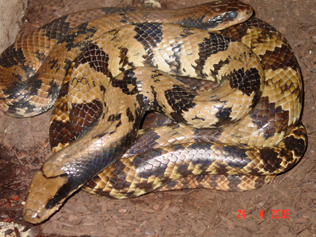 false water cobra 1.1