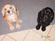 hypomel and melanistic cocker spaniels