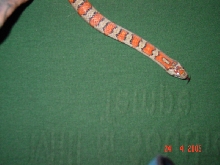 mexicana1b