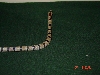 thayeri4