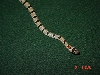 thayeri5