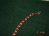 thayeri6