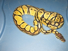 pastel female