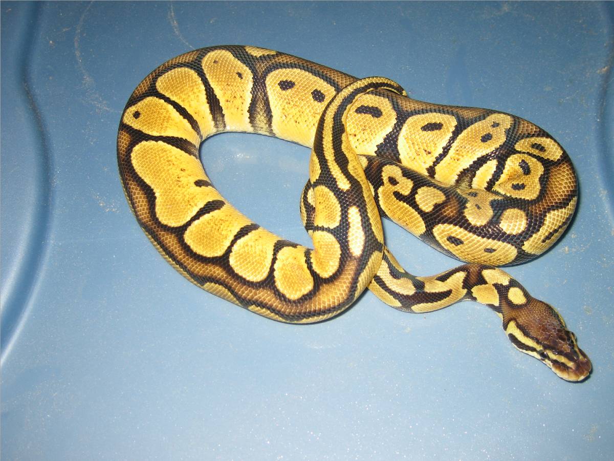 pastel female