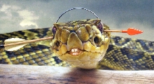 snakes and arrows