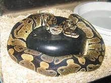 Ariel, female ball python
