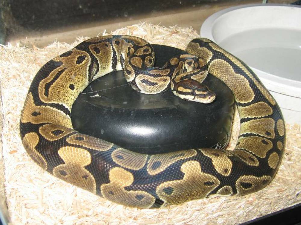 Ariel, female ball python
