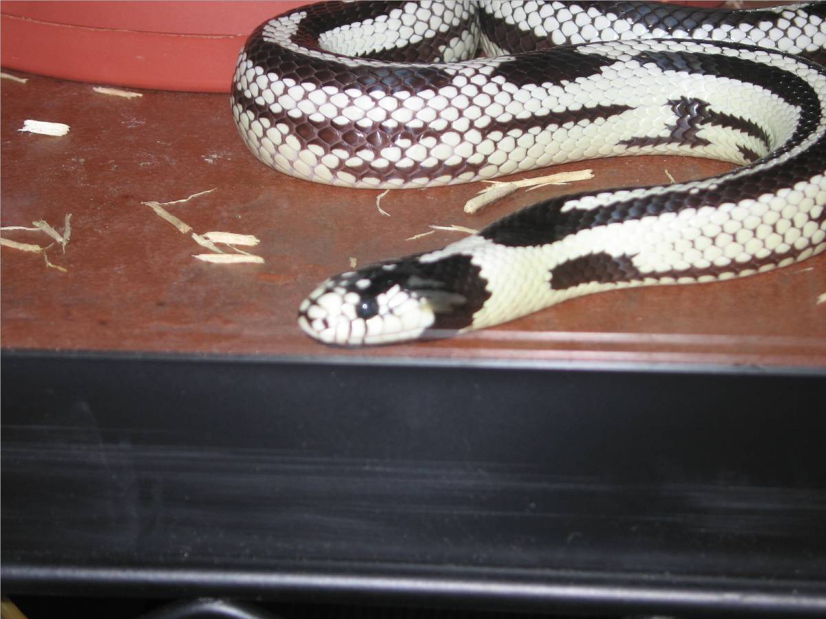 Striped California king
