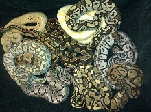 baby group pic