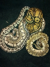 axanthic vs non axanthic 2