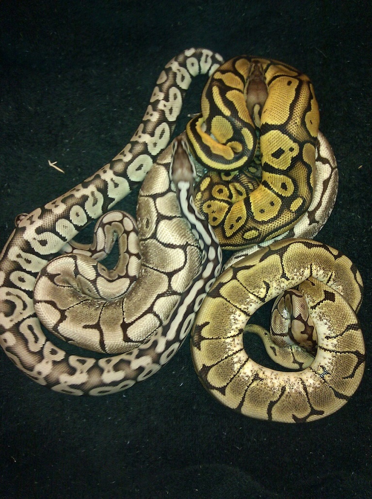 axanthic vs non axanthic 2